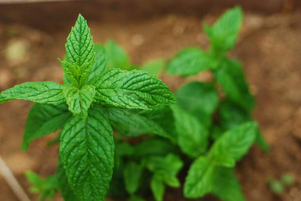 Peppermint oil for dogs skin cheap
